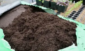 En stor hög med mörk, fuktig jord ligger i en öppen grön plastpåse. I bakgrunden syns små plantor i krukor och såbrätten, redo att planteras i den sterilisera jorden.