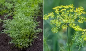 Från små plantor till blomställningar, det är enkelt att odla dill. Denna bild visar hur man odlar dill.
