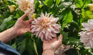 Händer som varsamt håller en stor, ljusrosa dahlia. En vacker påminnelse om att plantera dahlia för att njuta av dess blomsterprakt.