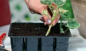 En hand planterar en stickling i en såbrätte. Snart kan du ta sticklingar och föröka dina favoritväxter.