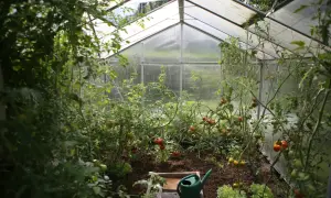 Växthus med frodiga tomatplantor som bär röd och grön frukt. En grön vattenkanna står redo för hydroponisk odling av tomater.