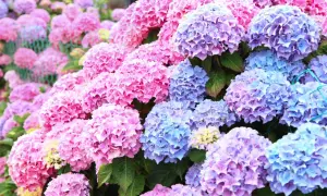 En frodig rabatt med rosa och blå hortensia utomhus. Blommorna bildar stora, runda klasar som täcker nästan hela bilden.