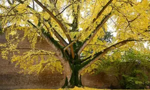 En ståtlig ginkgo biloba i full höstprakt, med gyllene blad som täcker marken.
