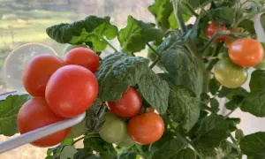 Tänk att få så tomater i januari! Röda och gröna tomater hänger på en planta vid ett fönster.
