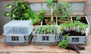 Småplantor i krukor, redo för utplantering. En miniväxthus med lock och plantor som växer så i januari.