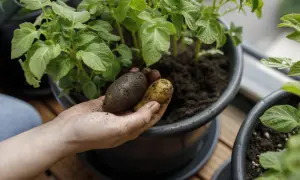 Hand håller nyupptagna potatisar från kruka. Det är spännande att odla potatis på balkongen.