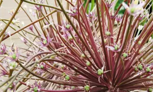 En närbild av en allium blomma med lila stjälkar och små gröna frökapslar.