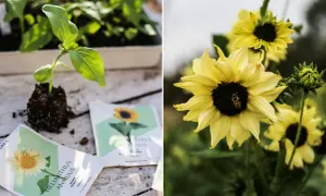 Förberedelser för att plantera ut solrosor. En liten planta med rötter och fröpåsar ligger på ett träbord. I bakgrunden blommar gula solrosor med en bi på en av dem.