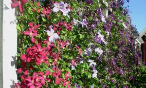 En vägg täckt av klematis sorter i lila och rosa nyanser klättrar på en vit spaljé mot en blå himmel.