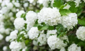 En buske med vita blommor, som snöbollar, i full blom. Gröna blad ramar in de fluffiga blomklustren.