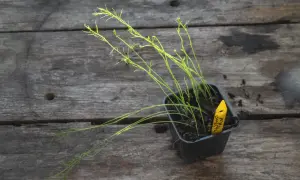Små sparris plantor i en kruka på en träyta. En gul märkpinne sticker upp ur jorden.