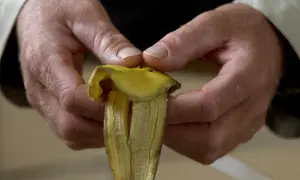 Händer som skalar en banan, redo att ge näring till tomatplantor. Bananskal till tomatplantor är ett smart sätt att återvinna.