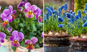 Vårblommor ute: lila penséer med gula detaljer och blåa druvhyacinter med vattendroppar.