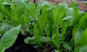 Små, gröna ruccolaplantor som växer tätt i mörk jord. Snart redo att skördas för en god sallad.