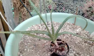 En liten aloe vera växt i en ljusgrön kruka med grusig jord. Bakom syns fler växter och krukor.