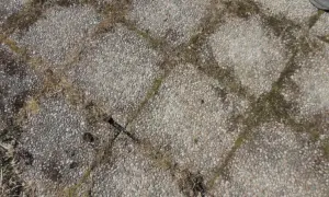 Grå stenplattor med mossa och gräs som behöver tas bort.