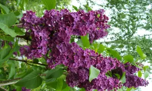 En uppstammad syrenbuske blommar med rikliga, lila klasar mot en bakgrund av gröna blad och ljus himmel.