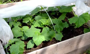 Små squashplantor växer frodigt i en pallkrage under fiberduk.