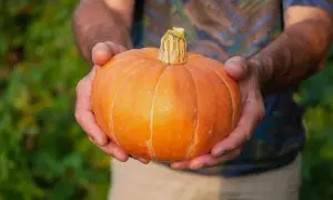 Händer håller en perfekt rund, orange så pumpa. Bakgrunden är suddig grönska.