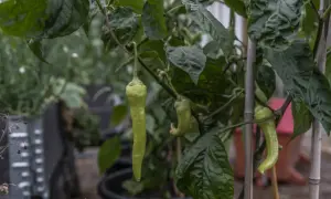Gröna paprikor hänger från en planta. En lång, ljusgrön paprika är i fokus, redo att toppa paprika-rätten.