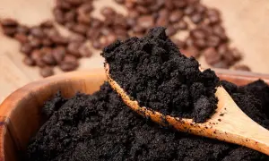 En skopa kaffesump i en träskål, redo för komposten. I bakgrunden syns rostade kaffebönor.