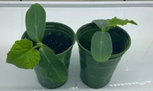 Två små gurkplantor i gröna krukor. Dags att plantera om gurka djupare för bättre rotutveckling.