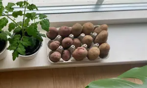 Små potatisar med groddar i en äggkartong, redo att planteras. En tomatplanta växer bredvid. Snabb potatis för odling.