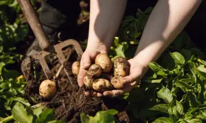 Händer håller nyskördade potatisar ur jorden. En grep ligger bredvid, redo för mer jord till potatis.