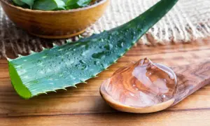 Aloe vera-gel på en träsked bredvid ett blad. Vissa delar av aloe vera är giftiga, så var försiktig.