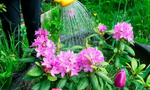 Vattning av vackra rosa rhododendronblommor. En person vattnar sina nyplanterade rhododendron i trädgården.