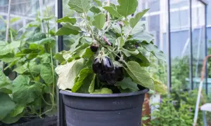 En planta med mörka auberginer växer i en svart kruka. Det är en fin illustration av hur man kan odla aubergine i kruka.