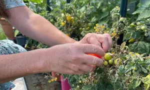 Händer plockar en röd tomat från en planta i växthus. Det är spännande att odla tomater och se dem växa.