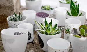 En samling vita krukor med olika mönster, inklusive prickar och insekter, som rymmer olika aloe vera sorter och suckulenter.