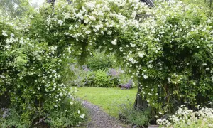 En blomstrande klematis spaljé bildar en grönskande portal till en lummig trädgård med gräsmatta och lila blommor.
