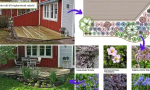 Planteringsskiss visar hur man skapar en vacker rabatt med fleråriga blommor. Från idé till verklighet med olika sorters växter.