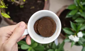 En hand håller en vit mugg med två kompakta puckar av kaffesump. Kanske för att ge näring åt hallonbusken i bakgrunden.