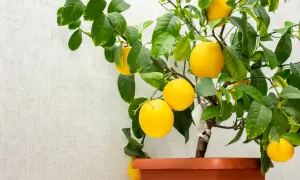 Citroner hänger mogna på en gren. Undrar du hur lång tid det tar att odla citron?