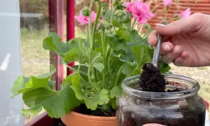 En hand tar kaffesump med en sked ur ett glasburk för att ge näring till en rabarberplanta.