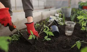 Hand i röd handske planterar tomatplanta i mörk såjord eller planteringsjord i växthus.