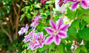 En vacker klematis Piilu med rosa och vita blommor klättrar bland gröna blad.