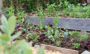 En samplantering tabell med sallat, kål och örter i en upphöjd bädd.