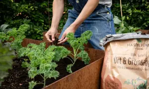 Person odlar grönkål i en rostig pallkrage och fyller på med jord från en påse Hasselfors Garden.