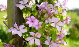 A cluster of light pink clematis flowers with green leaves climbing a wooden post.