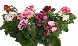 En samling vackra engelska pelargoner i olika färger, från djuprött till rosa och vitt, med gröna blad.