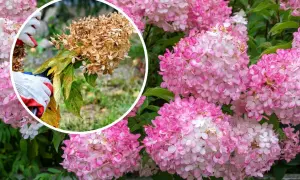 Här beskärs en hortensia. En hand med handske håller en sekatör mot en vissnad blomställning, medan friska rosa blommor syns i bakgrunden.