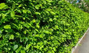 En tät och grönskande klippa avenbok längs en trottoar. Bladen är ljusgröna och solbelysta.