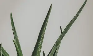 Gröna, taggiga blad från en aloe vera-växt mot en ljus bakgrund. En vacker aloe vera blomma som växer.