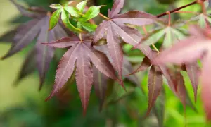 Acer palmatum-löv i mörka nyanser av lila och grönt, med en mjuk bakgrund.