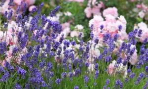 Vacker rabatt med lila lavendel och rosa rosor. En bi surrar bland lavendelblommorna, redo att plantera lavendel i rabatt.