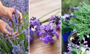 Händer skördar lavendel. En bukett lavendel på träbord. En grönskande lavendel i kruka.